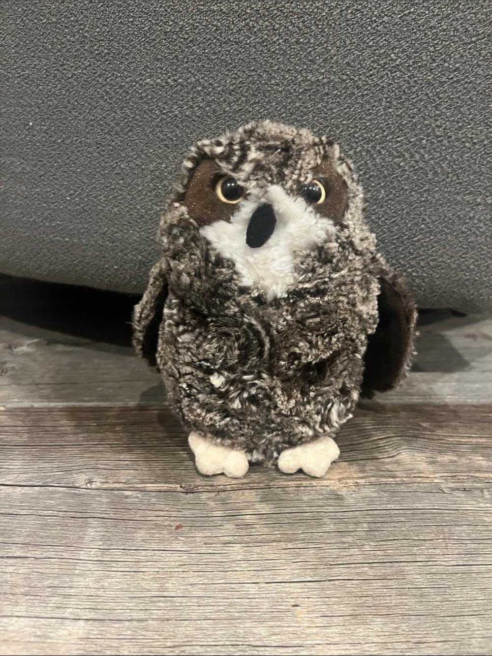 Douglas owl